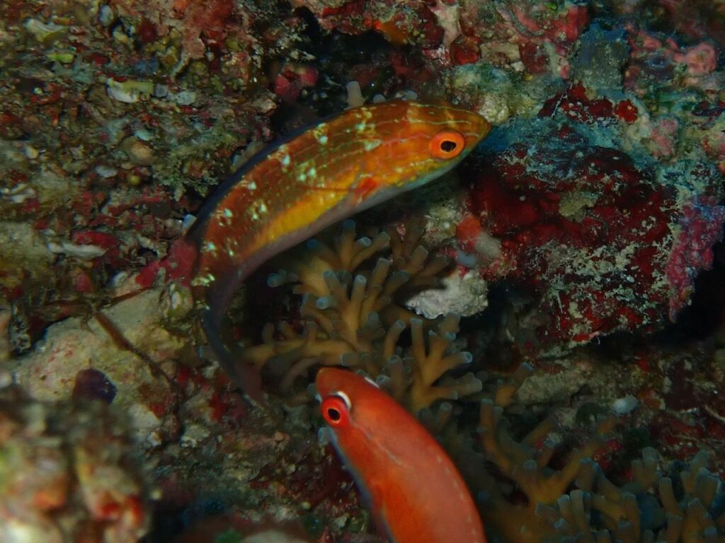 ツキノワイトヒキベラ