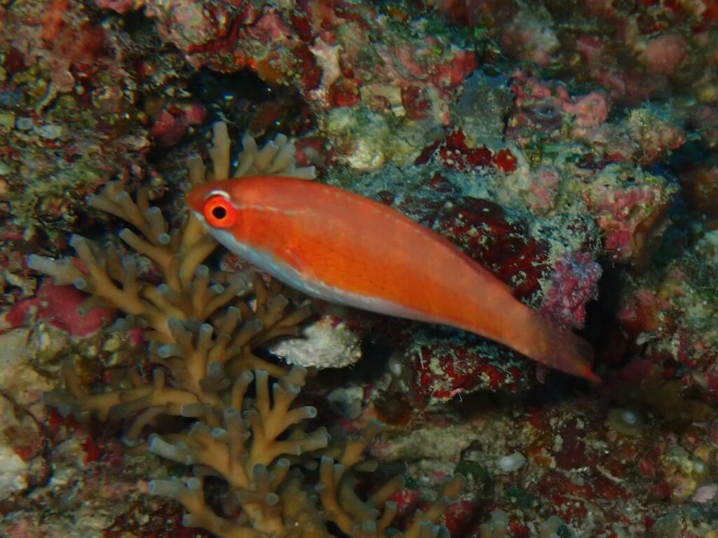 クジャクベラ　メス
