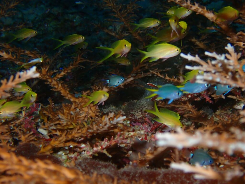 スミレナガハナダイとカンザシスズメダイとデルタスズメダイの幼魚