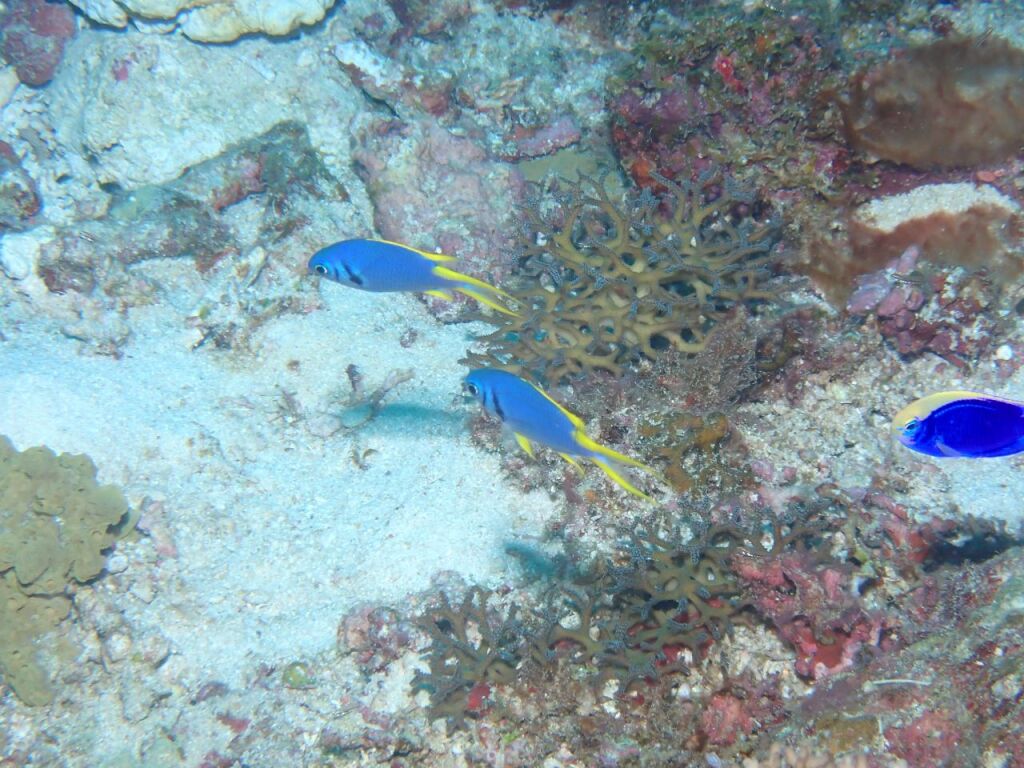 カンザシ幼魚