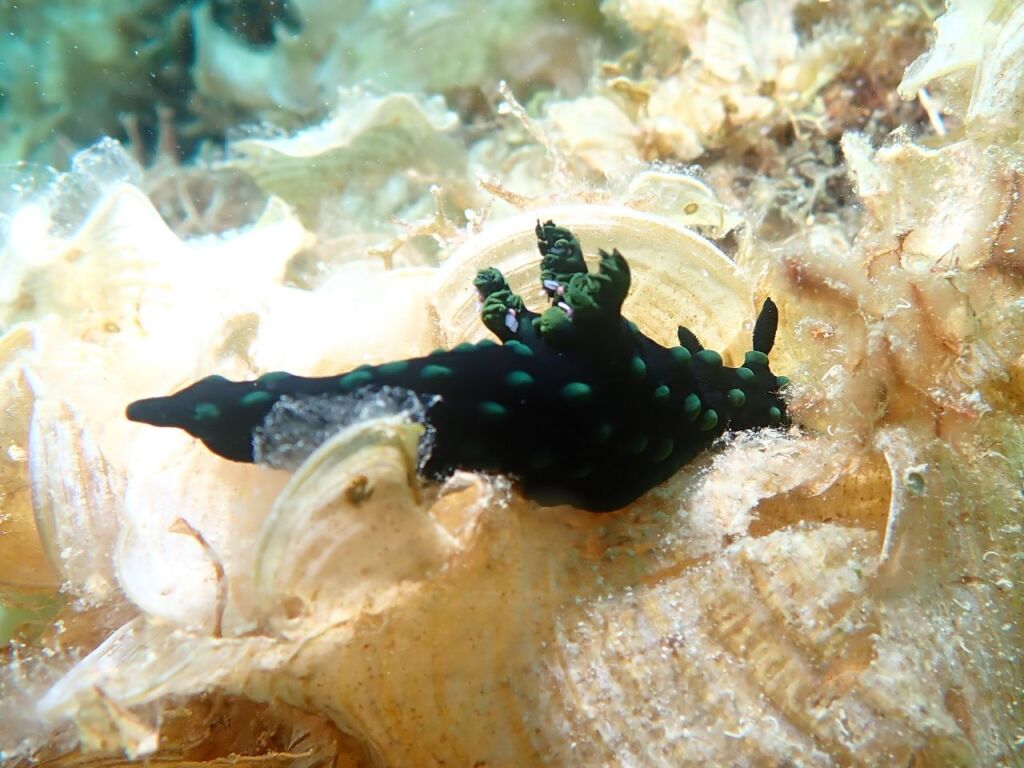 久しぶりにトサカリュウグウウミウシ