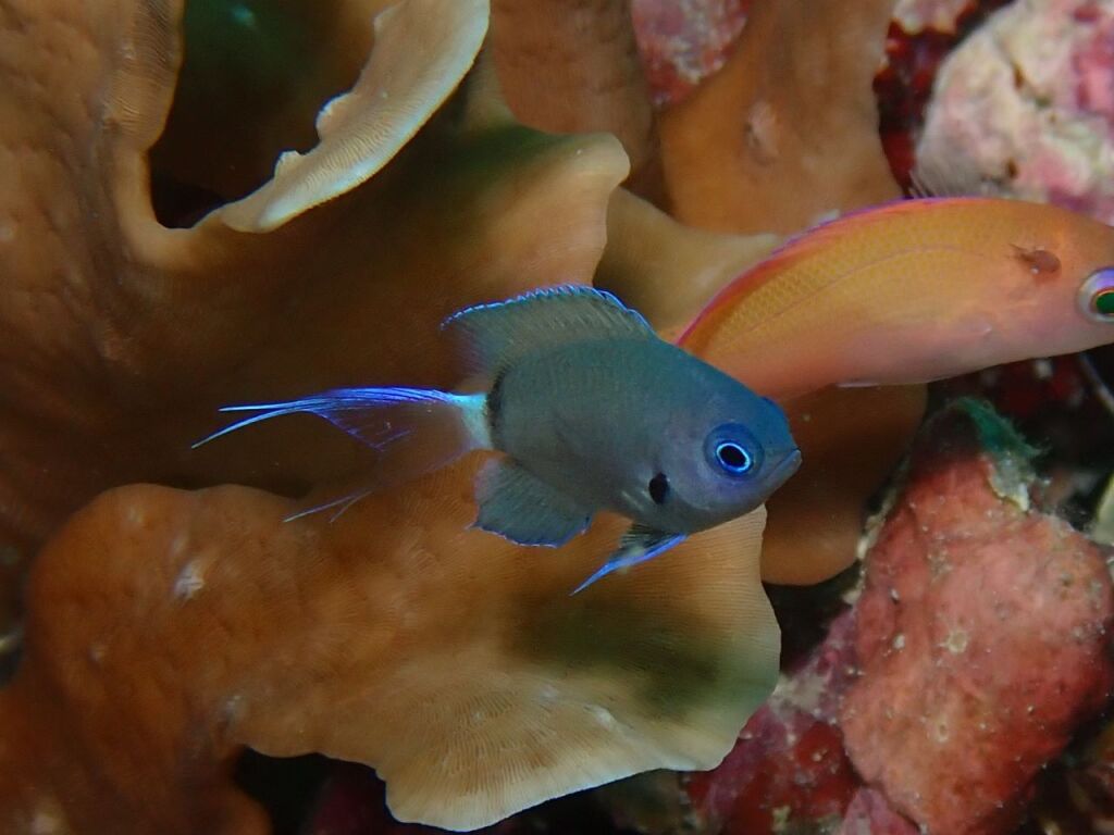 デルタスズメダイ幼魚