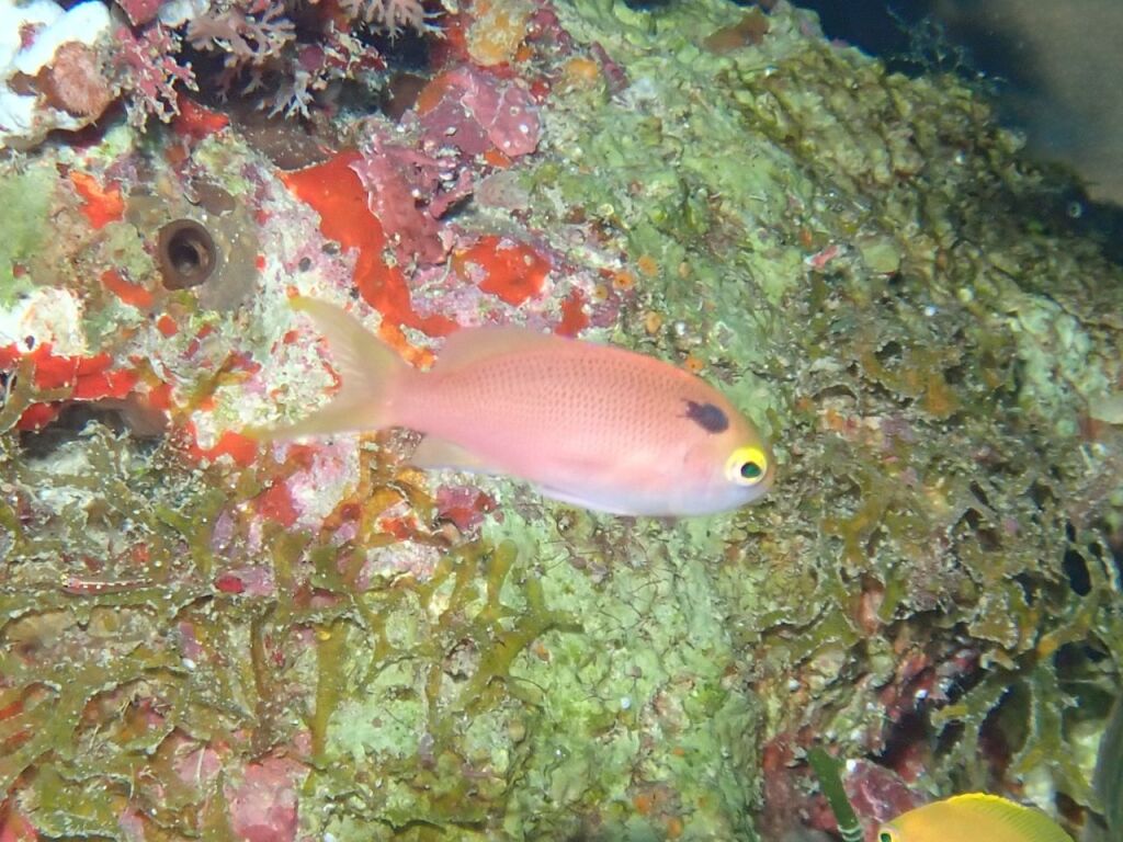 ベニハナダイyg