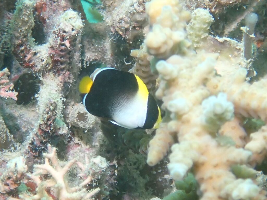 チリメンヤッコyg