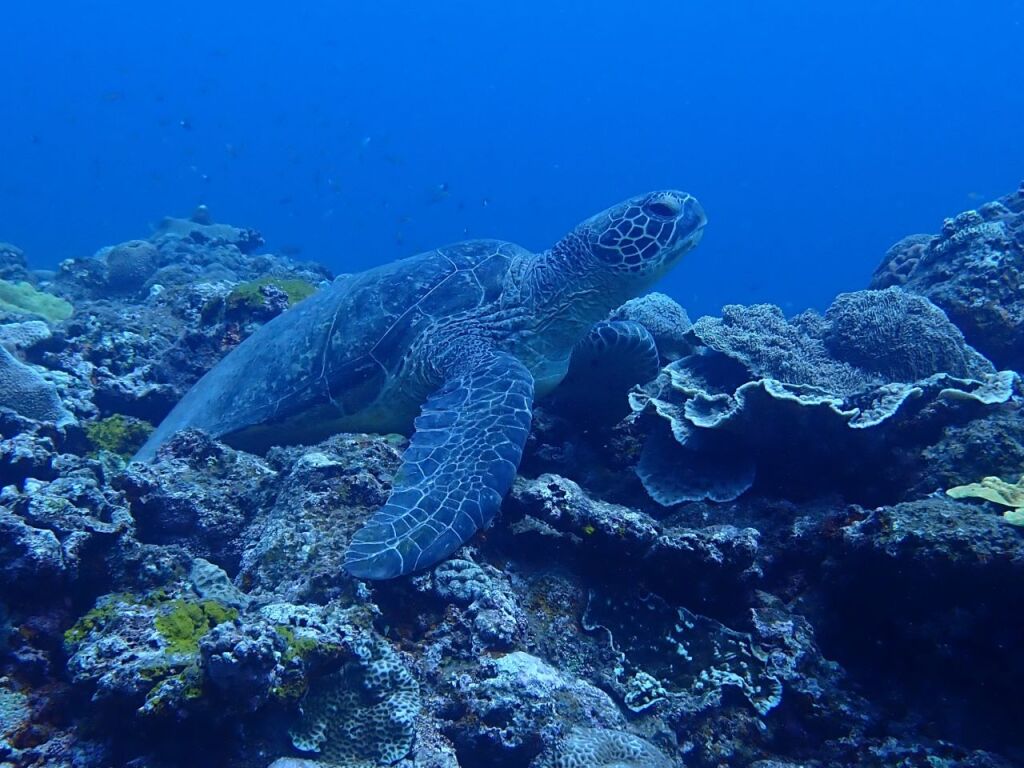 アオウミガメ