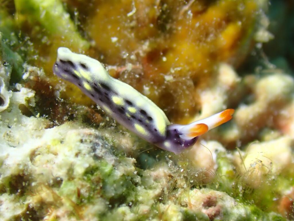 ヨゾラミドリガイ