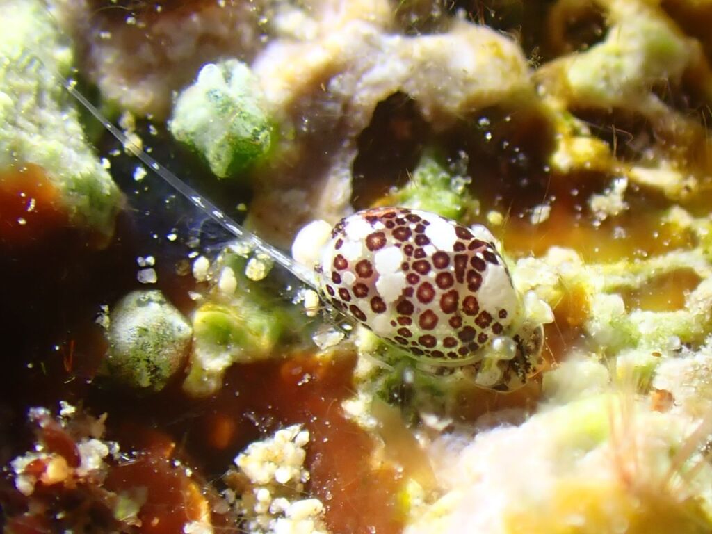 ブドウガイ科の一種