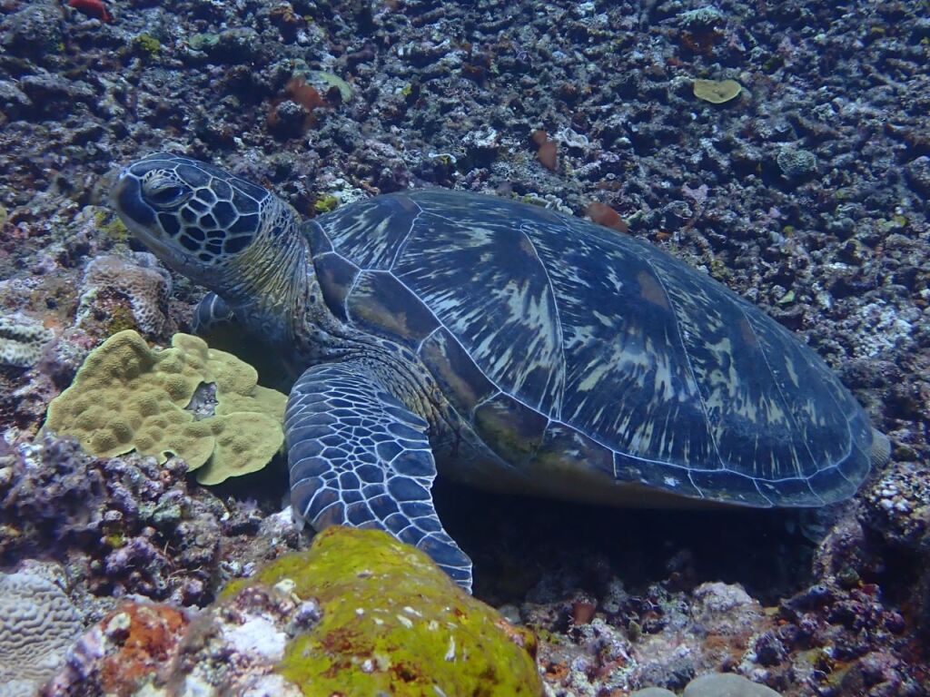 アオウミガメ