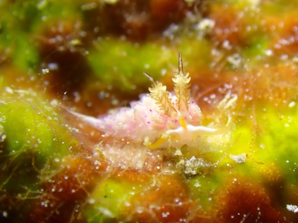 ウツセミミノウミウシ
