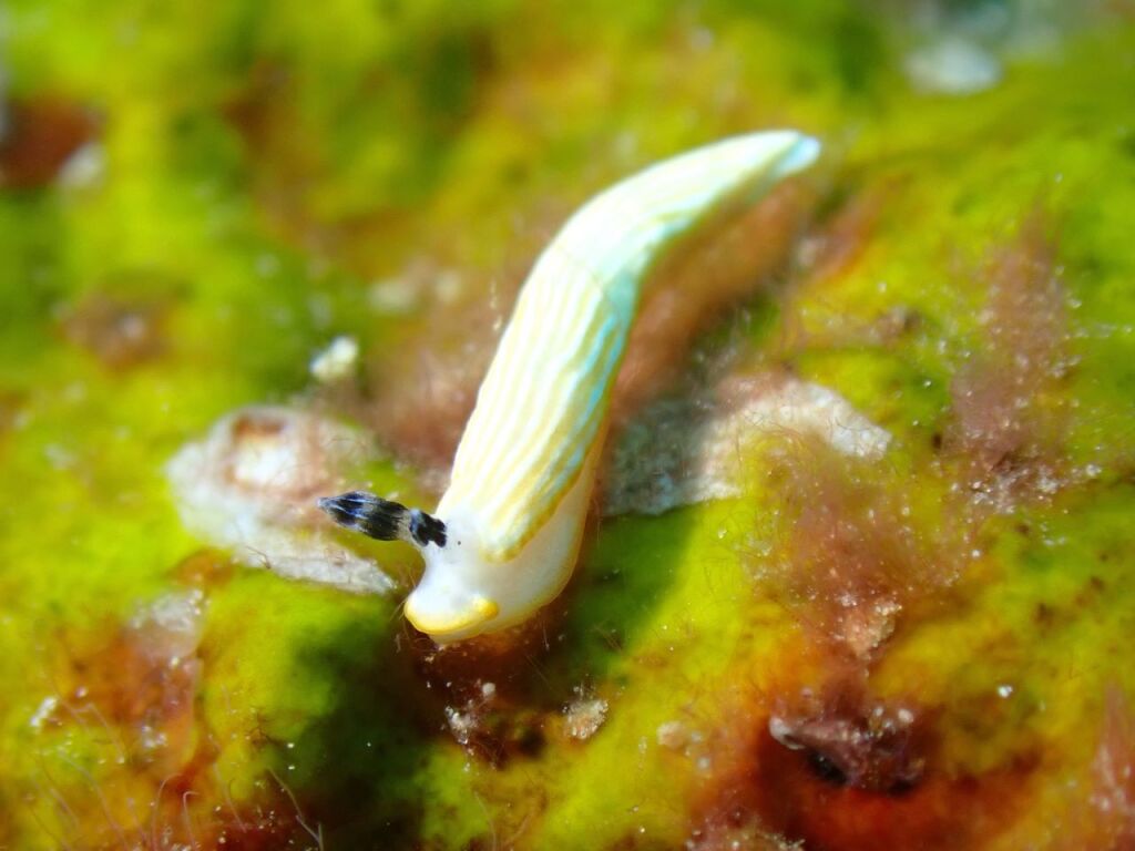 キシマオトメウミウシ