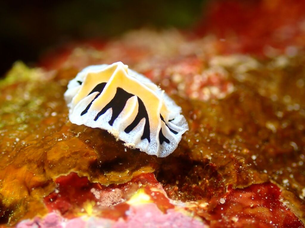 ユキヤマウミウシ