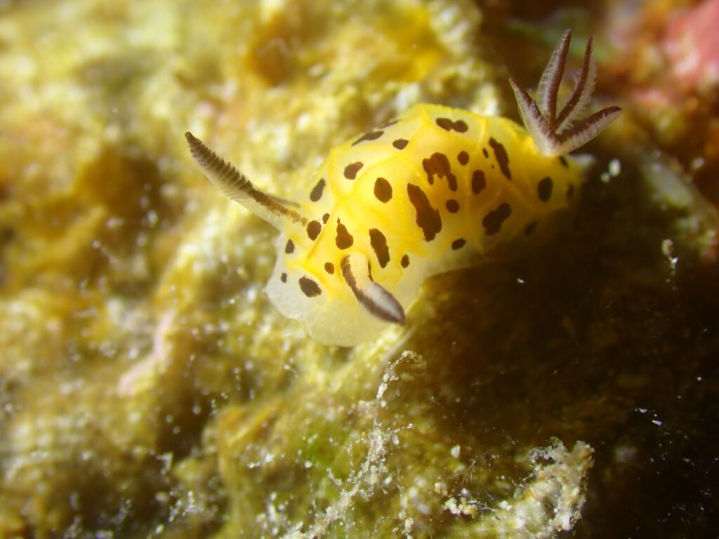 テンテンウミウシ