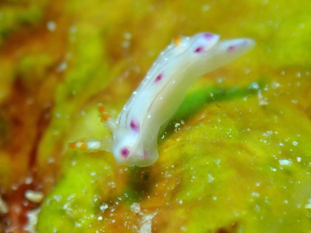 コナユキイロウミウシ
