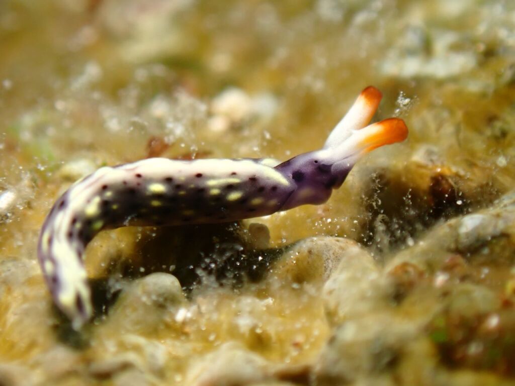 ヨゾラミドリガイ