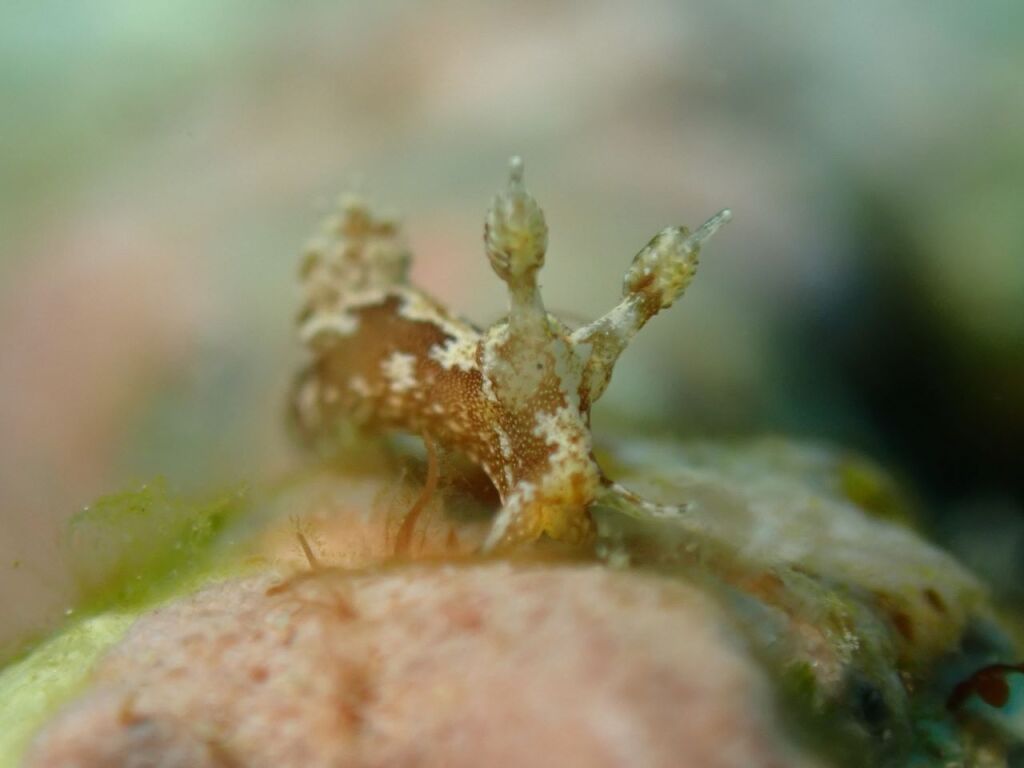 Trapania euryeia