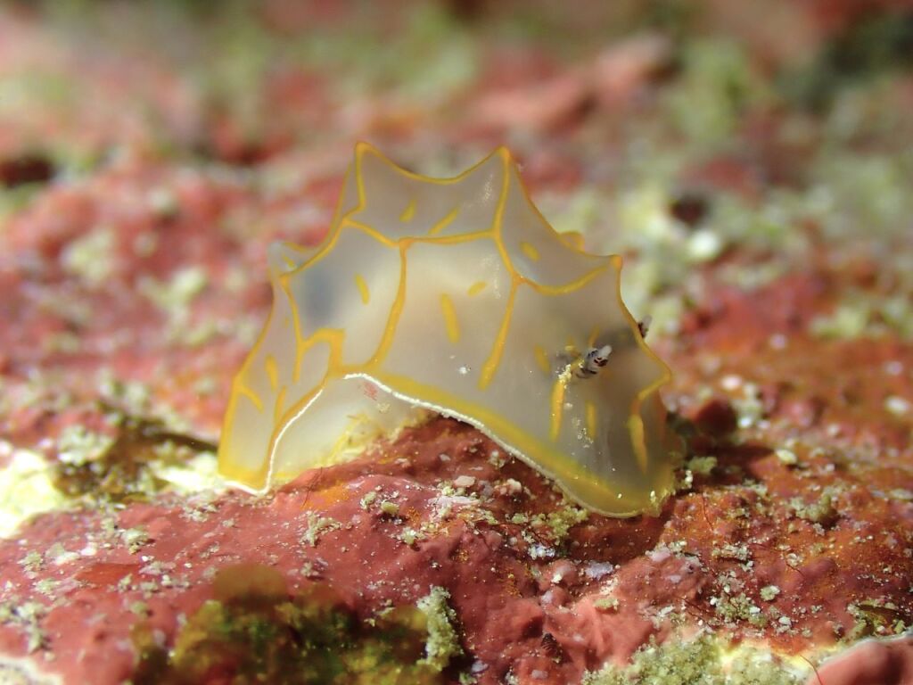 キスジカンテンウミウシ