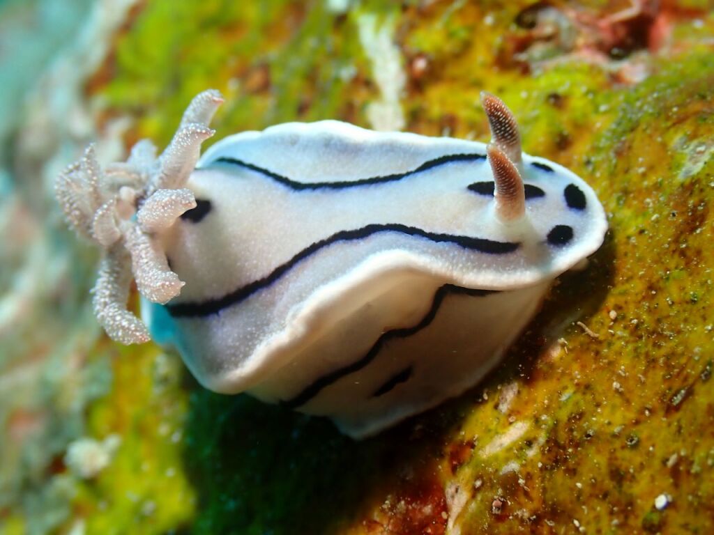 ミゾレウミウシ