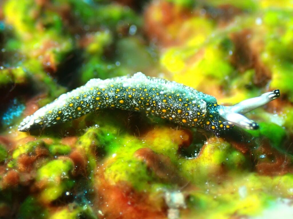チャマダラミドリガイ