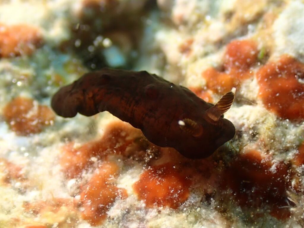 ホンクロシタナシウミウシ
