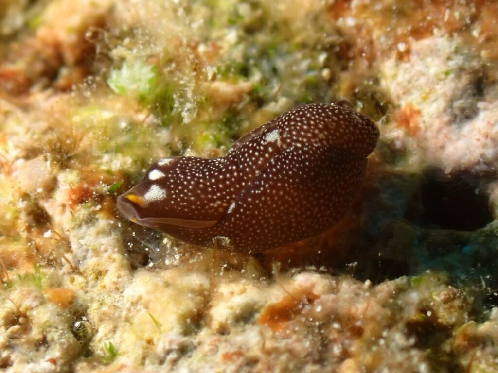 アカボシツバメガイ