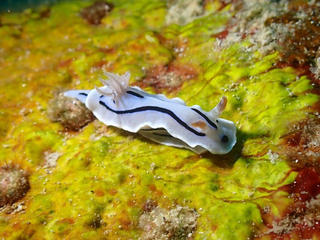 ミゾレウミウシ