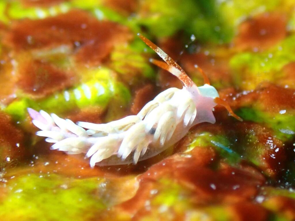 ハクトウミノウミウシ