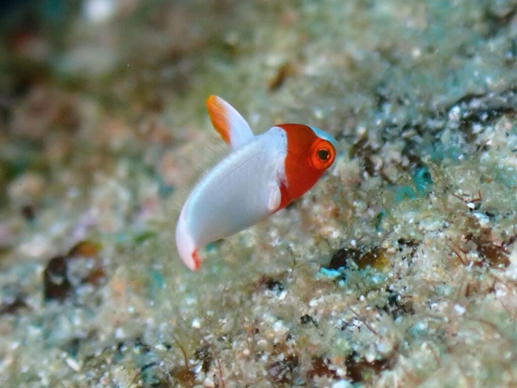 イロブダイ幼魚