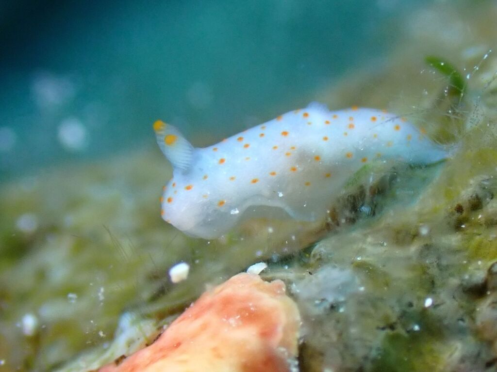 キヌハダウミウシ属の一種
