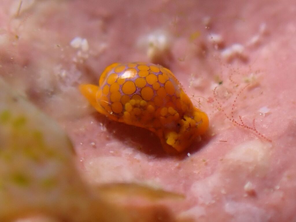 ミガキブドウガイ属の一種