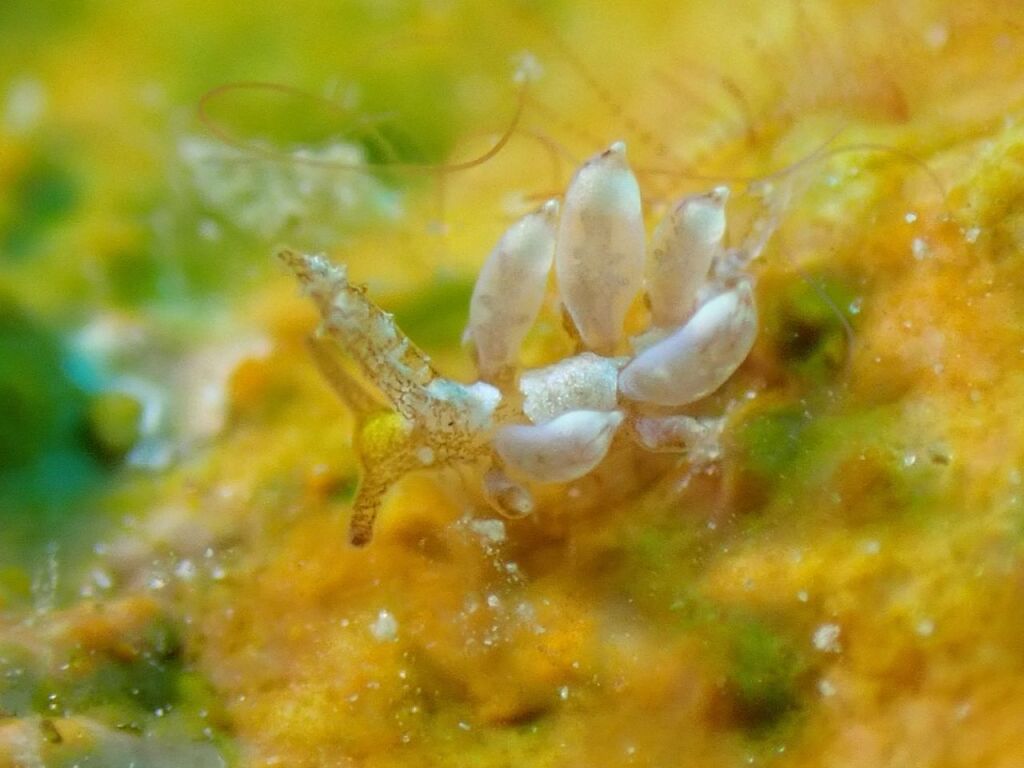 ヤマトワグシウミウシの極小サイズ