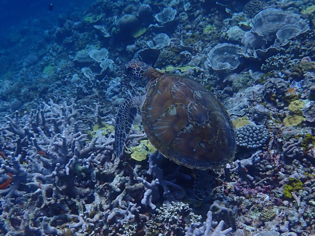 アオウミガメ