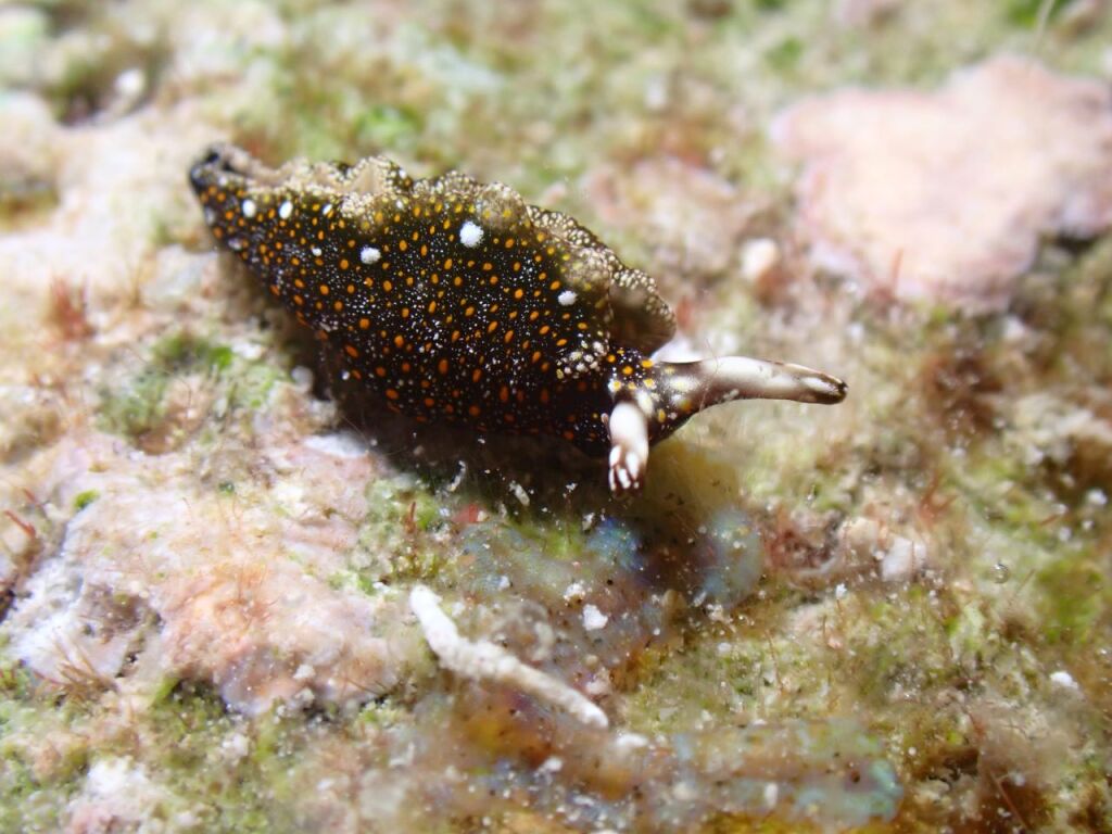 チャマダラミドリガイ