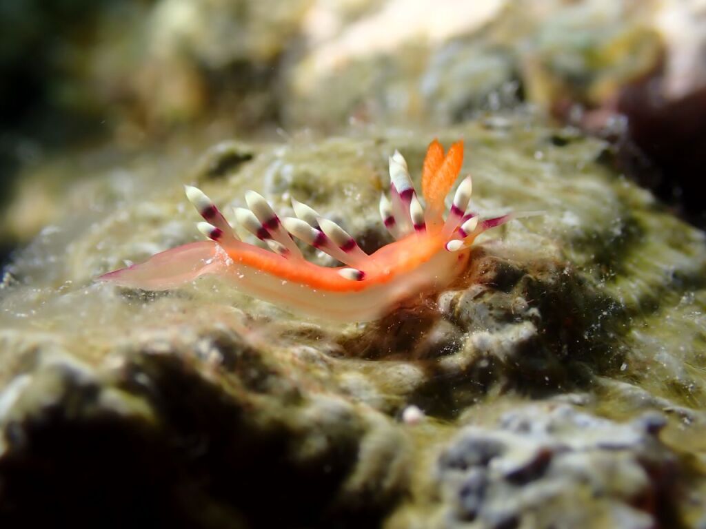 アデヤカミノウミウシ