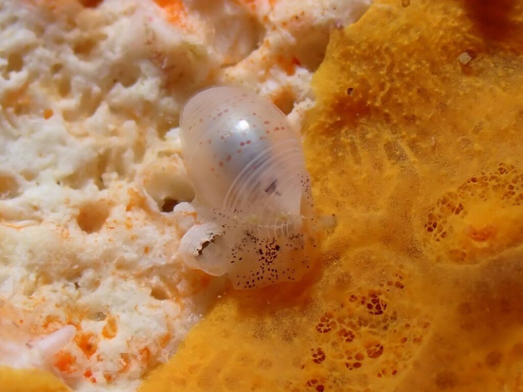 コクテンタマゴガイ