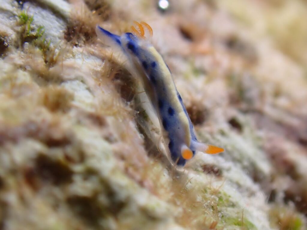 ホシゾラウミウシ