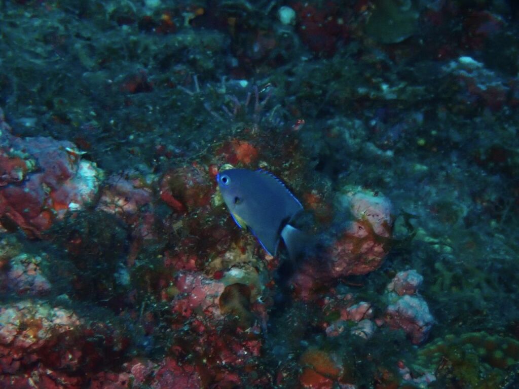 フカミスズメダイ