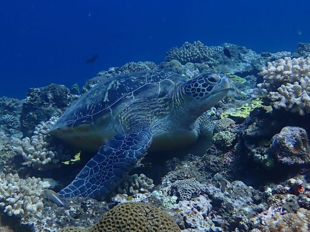 アオウミガメ