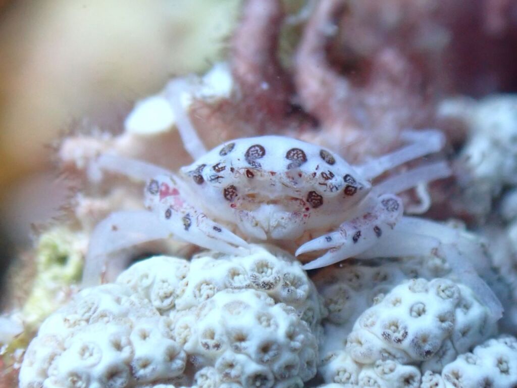 トサカガザミ
