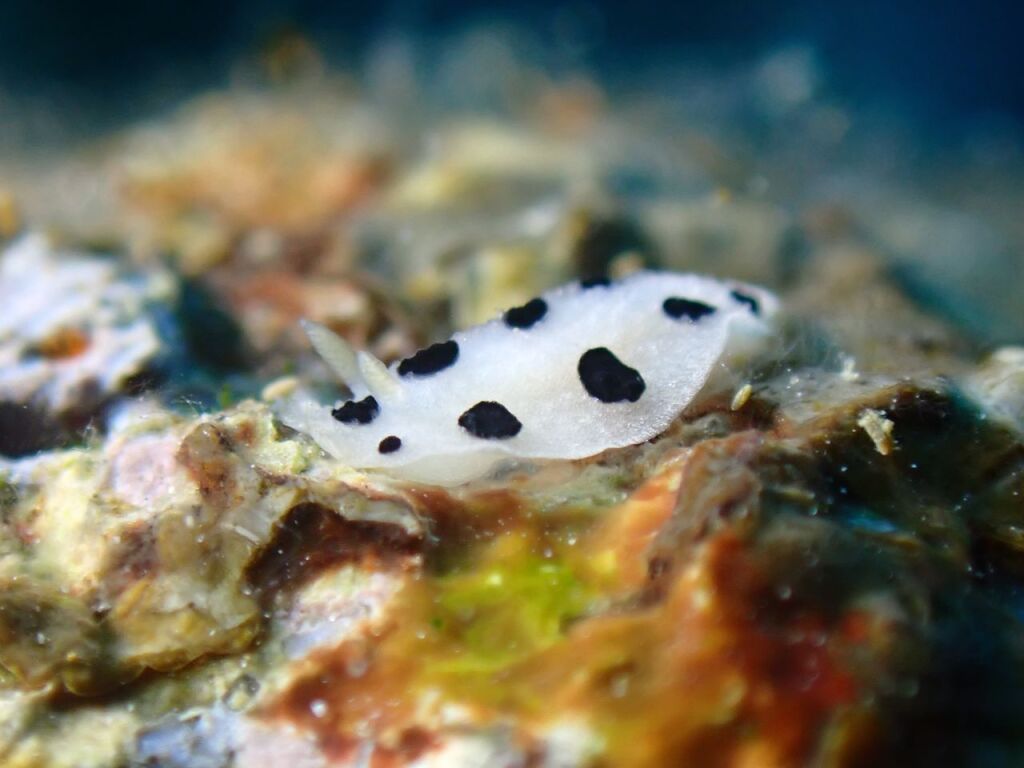 ミズタマイボウミウシ