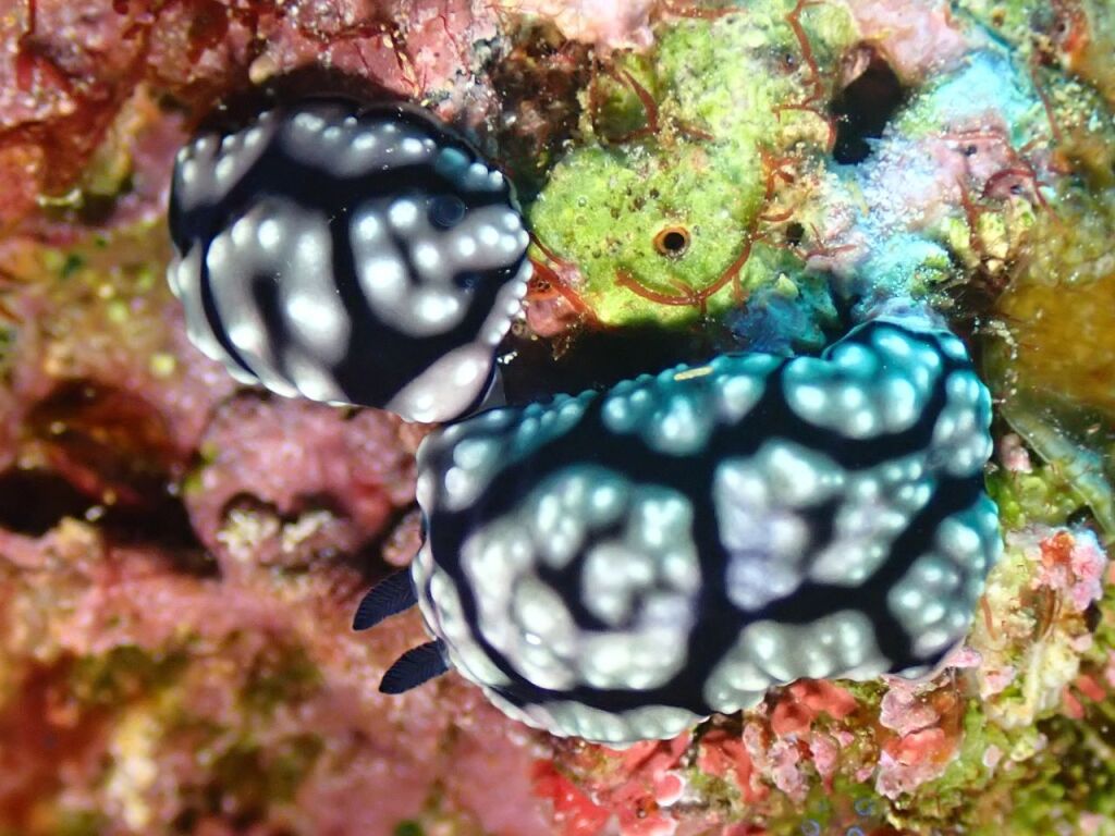 アミメイボウミウシの交接
