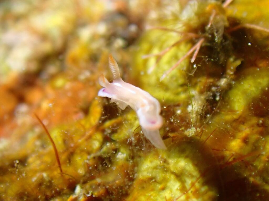 クラサキウミウシ