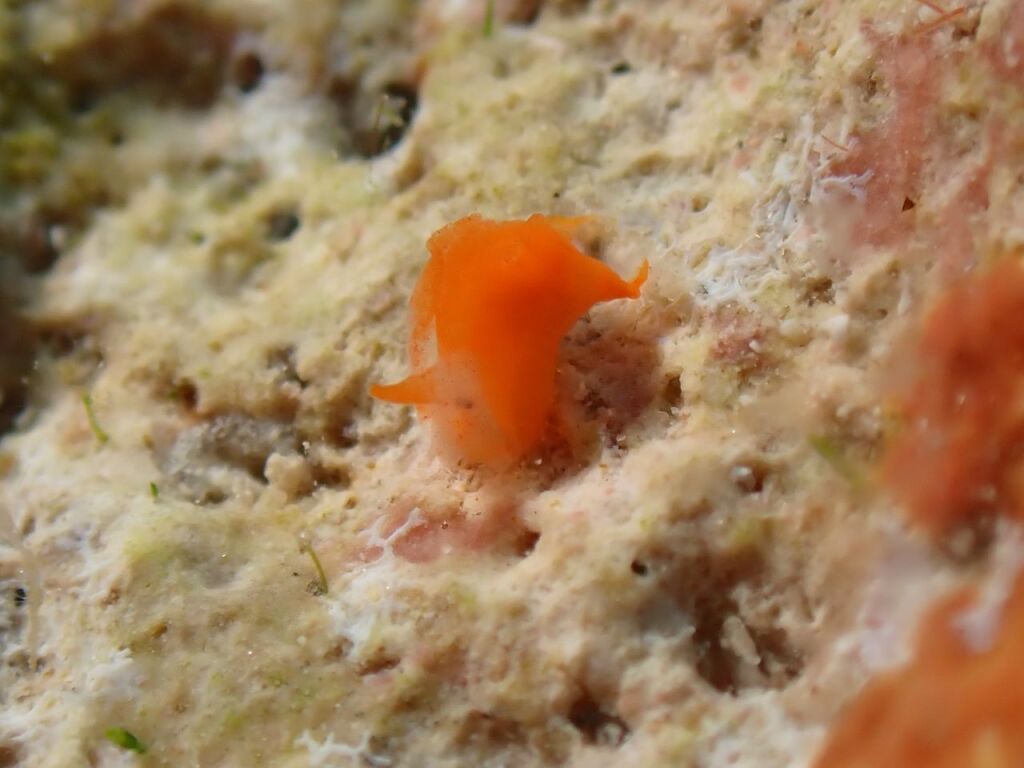 ウミコチョウ科のなにか