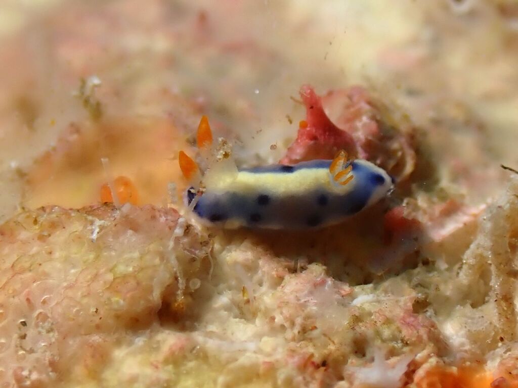 ホシゾラウミウシ