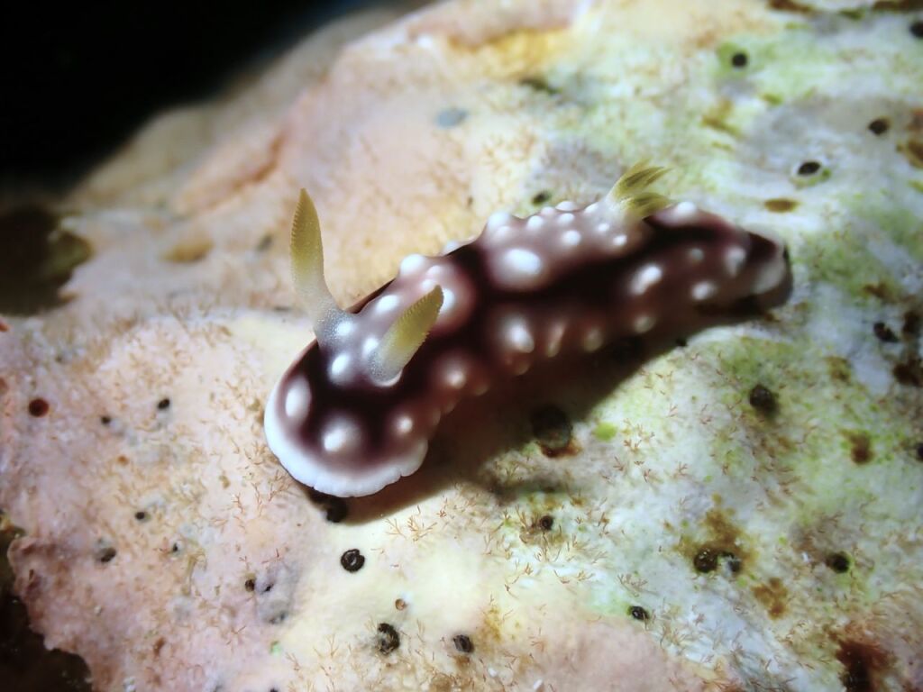 キカモヨウウミウシ