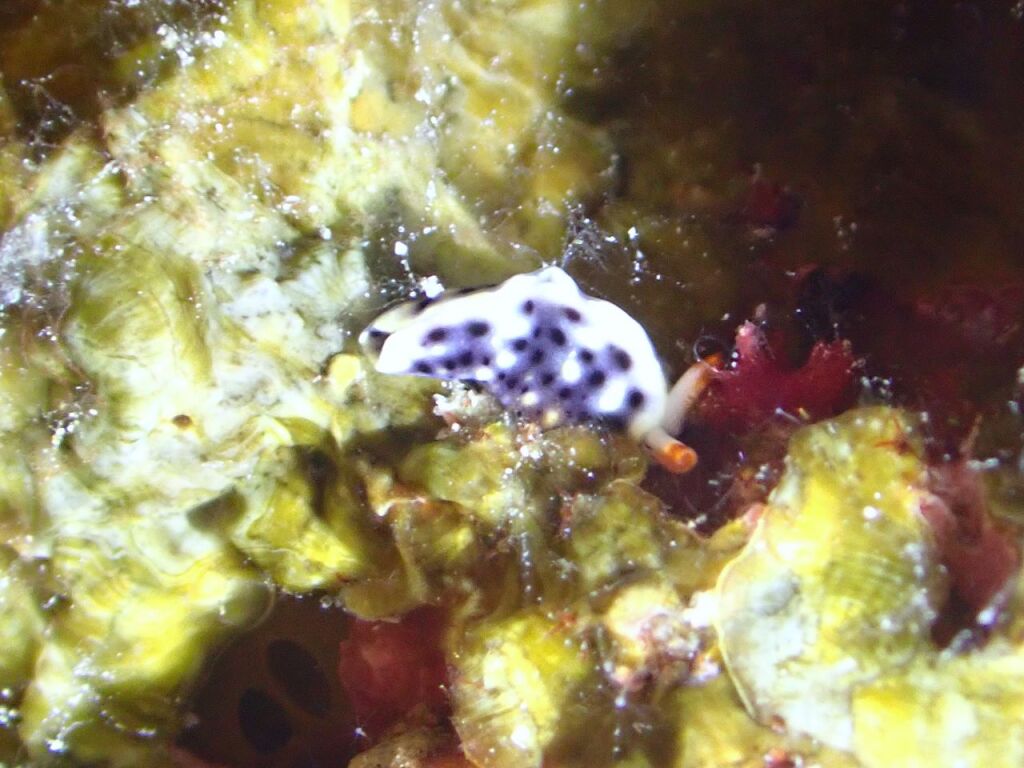 ヨゾラミドリガイ