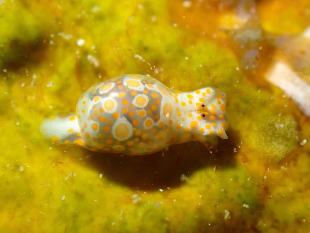 キホシミガキブドウガイ