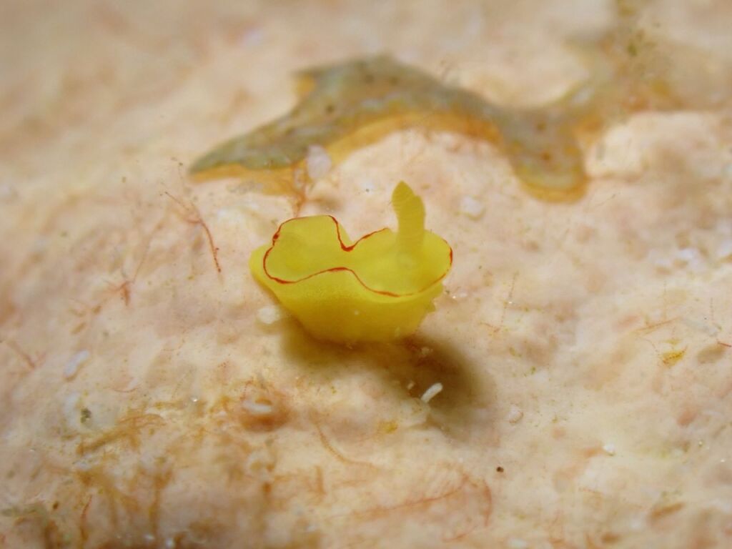 ヤマブキウミウシ