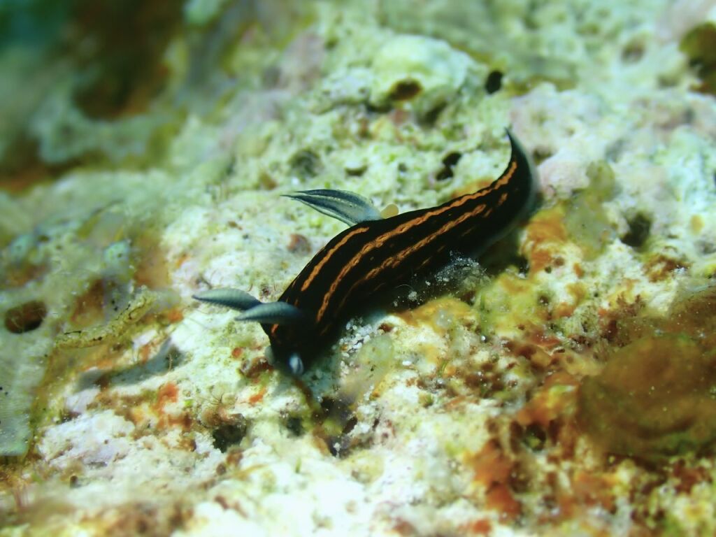 リュウグウウミウシ