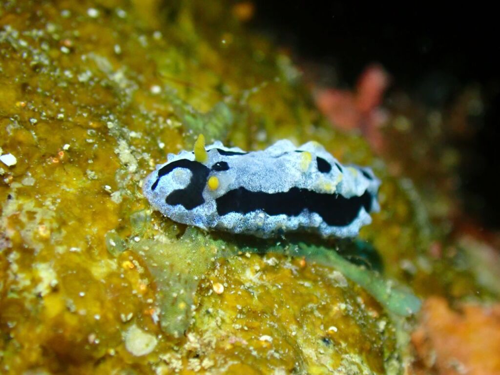 ボンジイボウミウシっぽい