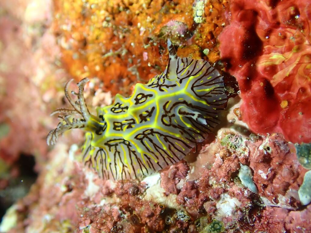 パイナップルウミウシ